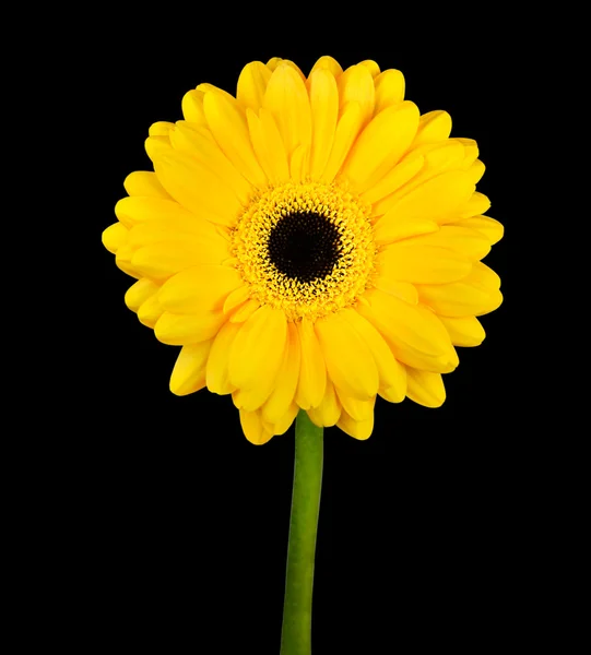 Fiore Gerbera giallo con stelo verde isolato — Foto Stock