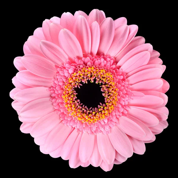 Roze gerbera Goudsbloem bloem geïsoleerd op zwart — Stockfoto