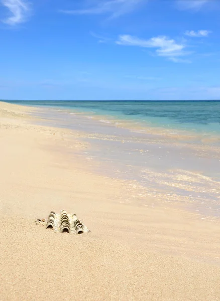 Concha do mar na praia arenosa com céu azul — Fotografia de Stock