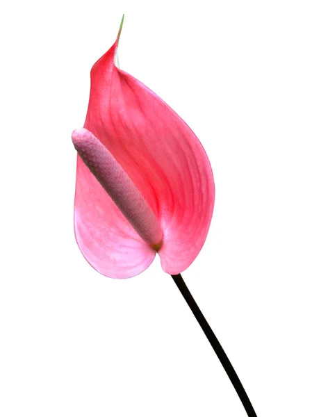 Екзотична еротична квітка антуріума ізольована на білому — стокове фото
