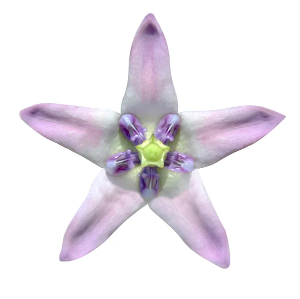 Csillag alakú egzotikus virág, elszigetelt fehér — Stock Fotó