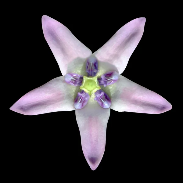 Exotic Star shaped pink flower isolated on black