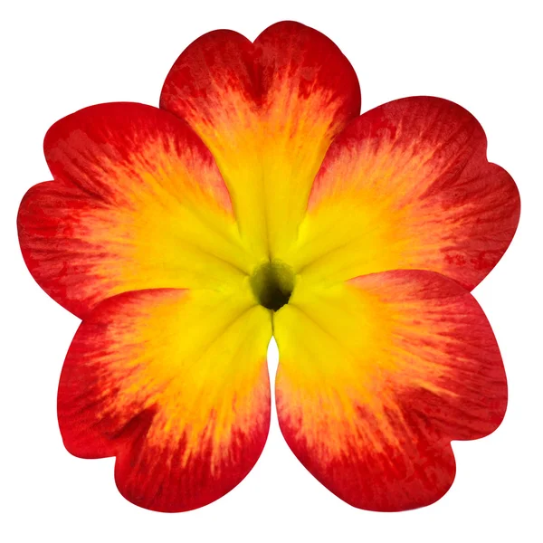 Rode primrose bloem met gele center geïsoleerd op wit — Stockfoto