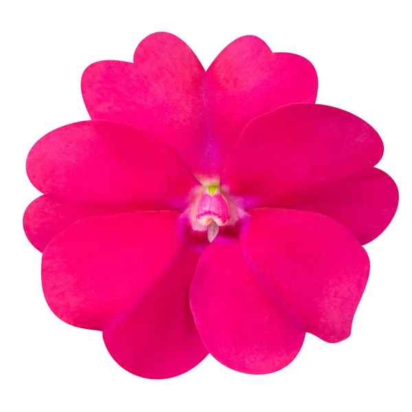 Roze primrose als bloem geïsoleerd op wit — Stockfoto