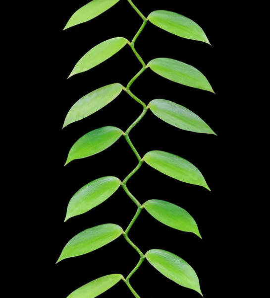 Tropische Blätter wachsen vereinzelt auf schwarz nach oben — Stockfoto