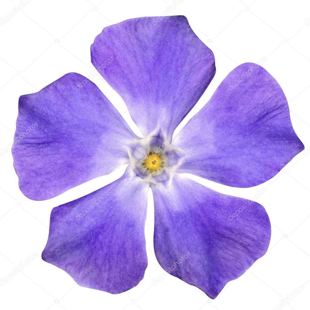 Purple Flower - Periwinkle - Vinca minor - isolated on White