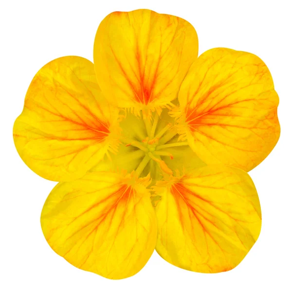 Gele nasturtium bloem geïsoleerd op wit — Stockfoto