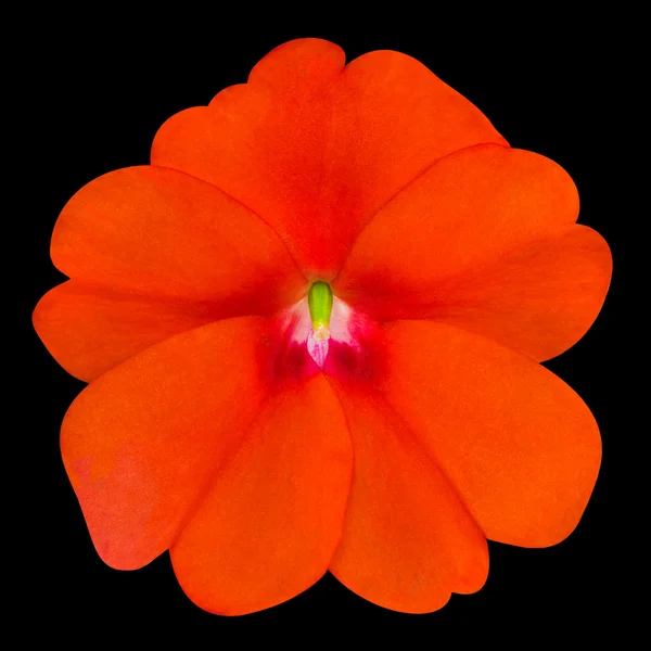 Oranje primrose als bloem geïsoleerd op zwart — Stockfoto