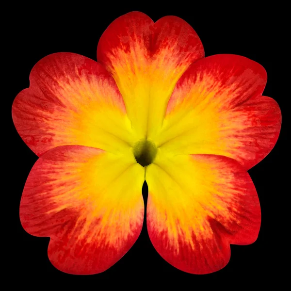 Flor de prímula vermelha com centro amarelo isolado em preto — Fotografia de Stock