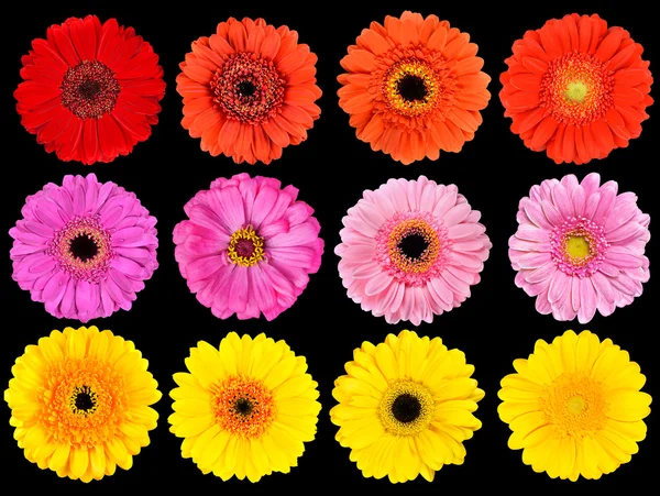 Collection of Fresh Gerbera Flowers Isolated on Black — Stock Photo, Image