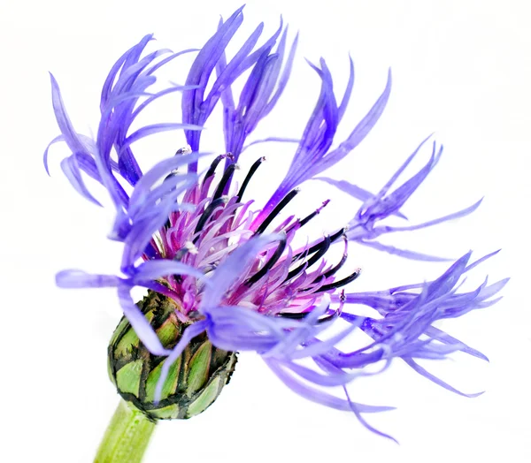 Enkele blauwe Korenbloem - centaurea cyanus geïsoleerd op wit — Stockfoto