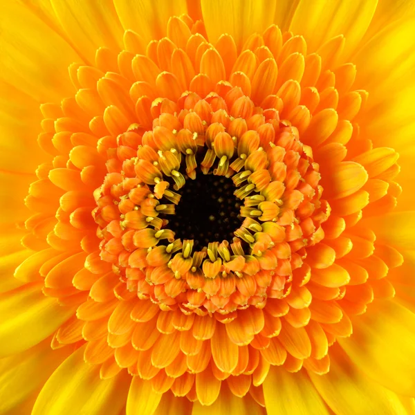Square Gerbera Marigold Flower Macro — Stock Photo, Image