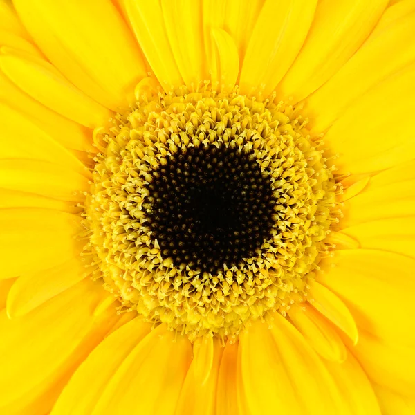 Square Macro of Yellow Gerbera Flower — Stock Photo, Image