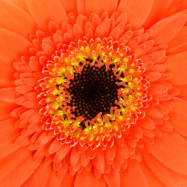 Vierkant oranje gerber bloem macro — Stockfoto