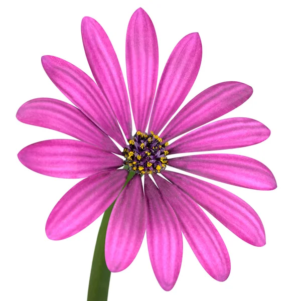 Violet Pink Osteosperumum Flower Isolated on White — Stock Photo, Image