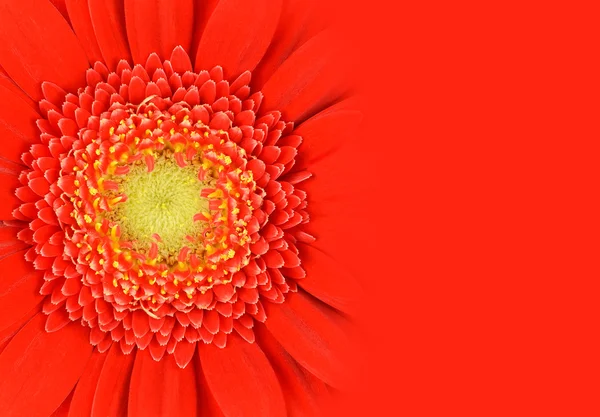 Rote Gerbera-Blume mit Gefälle — Stockfoto