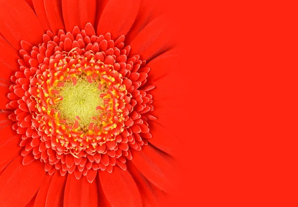 Gradyan ile çiçek kırmızı gerbera — Stok fotoğraf