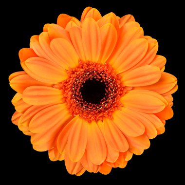 siyah yalıtılmış turuncu gerbera çiçek
