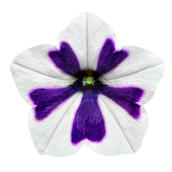 White and Purple Stripes on Morning Glory Flower Isolated — Stock Photo, Image
