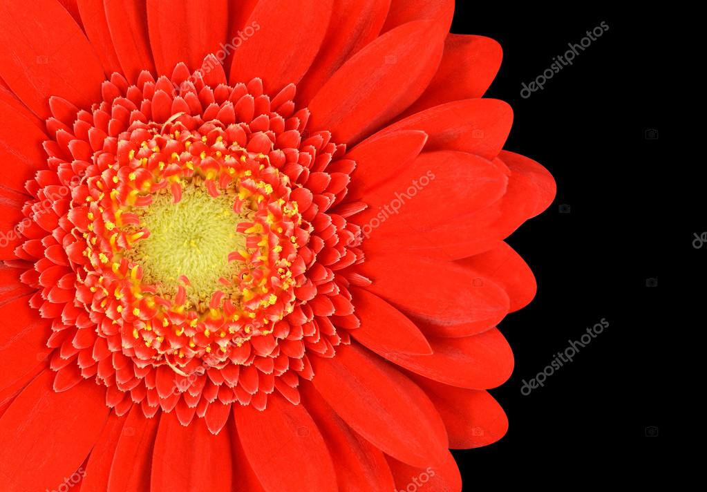 Parte de la flor de Gerberas de caléndula roja aislada en negro: fotografía  de stock © tr3gi #27388951 | Depositphotos