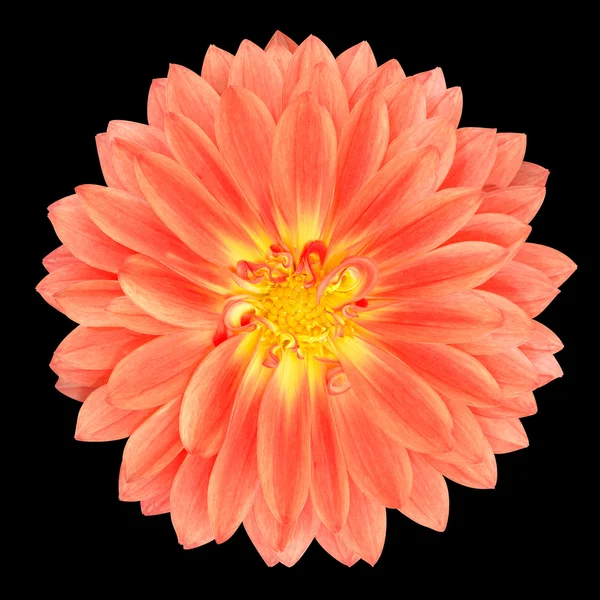 Red Pot Marigold Gerbera Flower Isolated on Black — Stock Photo, Image