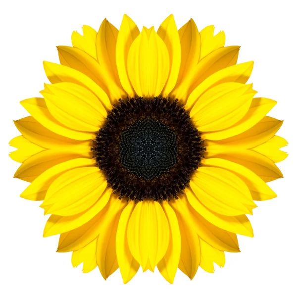 Mandala zonnebloem bloem Caleidoscoop geïsoleerd op wit — Stockfoto