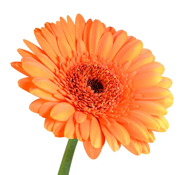 Květina oranžová gerbera zelenou nať, samostatný — Stock fotografie