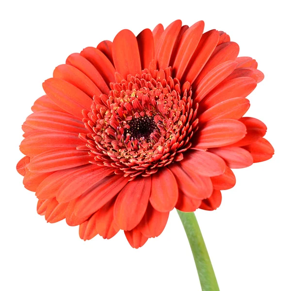 Gerbera czerwony kwiat z zielony łodyga na białym tle — Zdjęcie stockowe