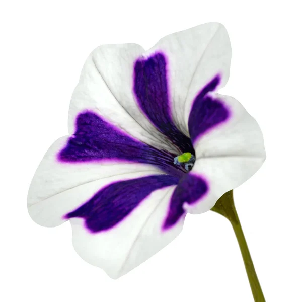 分離された緑の花と朝顔紫ストライプ — ストック写真