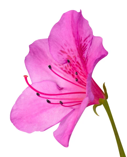 Рожева Азалія Blossom макрос із зеленою ніжкою ізольовані на білому — стокове фото