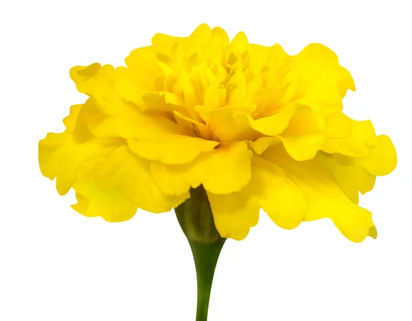 Flor de calêndula amarela com haste verde isolada no branco — Fotografia de Stock