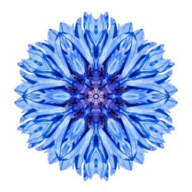 beyaz izole mavi cornflower mandala çiçek çiçek Dürbünü