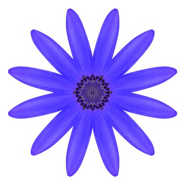 beyaz izole mavi osteospermum papatya çiçek çiçek Dürbünü