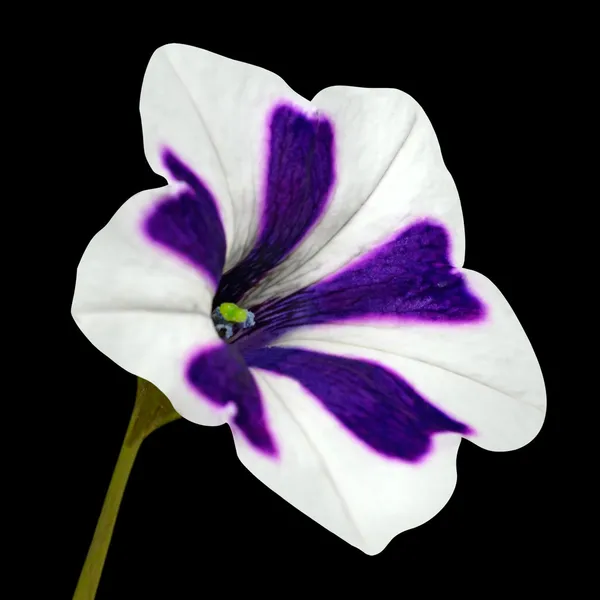 Ébredj, zöld, elszigetelt virág lila csíkok — Stock Fotó
