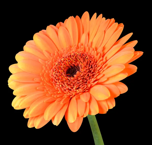 Gerbera pomarańczowy kwiat z zielony łodyga na czarnym tle — Zdjęcie stockowe