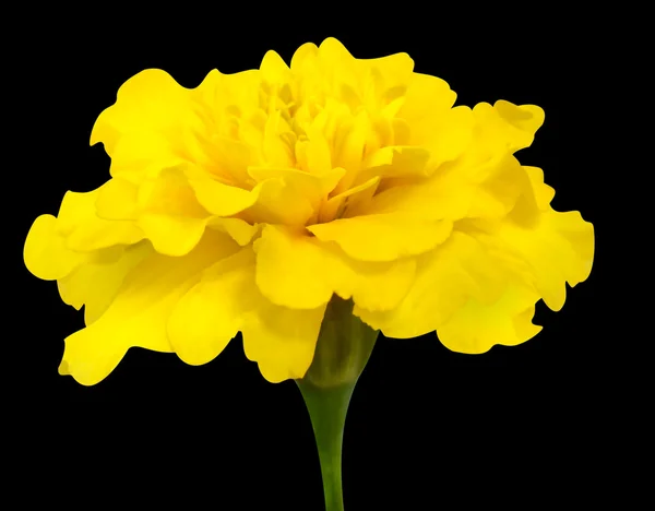 Flor de caléndula amarilla con tallo verde aislado en negro —  Fotos de Stock