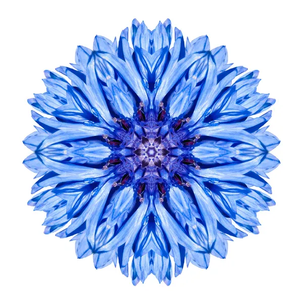 Azul Cornflower Mandala Flor Caleidoscópio Isolado em Branco — Fotografia de Stock