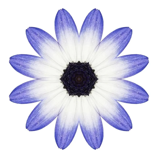 Azul Osteospermum Margarida Flor Caleidoscópio Isolado em Branco — Fotografia de Stock