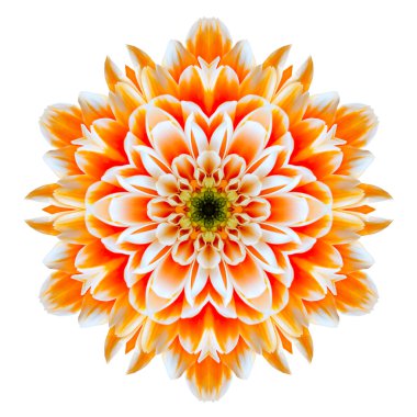 beyaz izole turuncu krizantem mandala çiçek çiçek Dürbünü