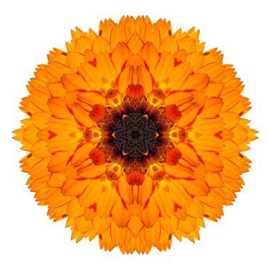 beyaz izole turuncu marigold mandala çiçek çiçek Dürbünü