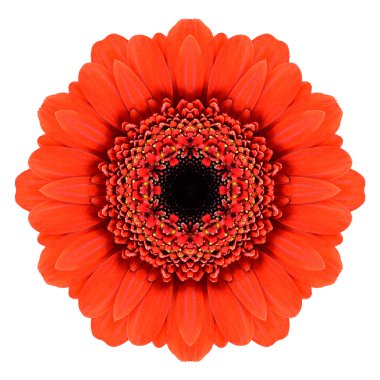 beyaz izole kırmızı mandala gerbera çiçek çiçek Dürbünü