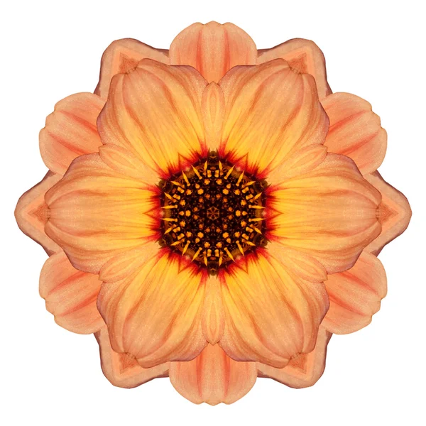 Orange ringblomma mandala blomma Kalejdoskop isolerad på vit — Stockfoto