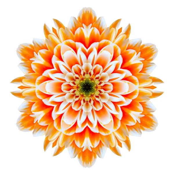 Orange Chrysanthemum Mandala Flower Kaleidoscope Isolated on White — Stock Photo, Image