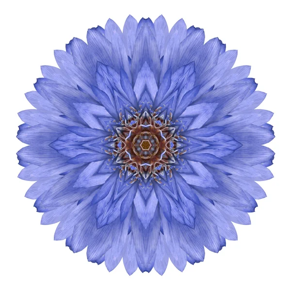 블루 국화 만다라 꽃 만화경 흰색 절연 — 스톡 사진