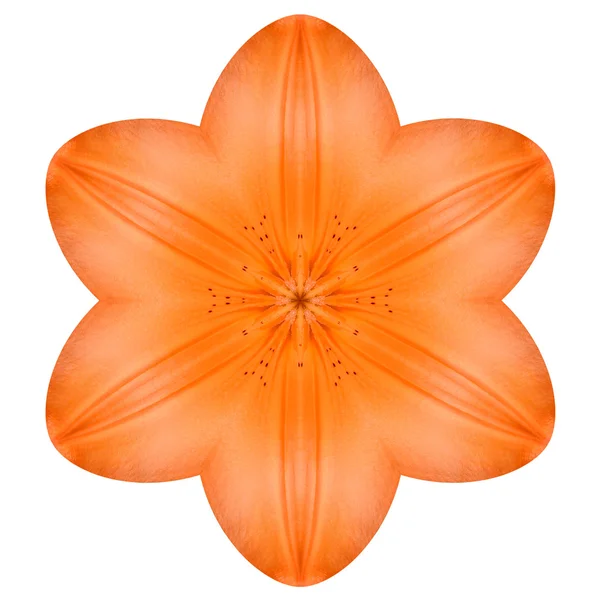Caleidoscopio naranja de la flor del lirio del mandala aislado en blanco —  Fotos de Stock