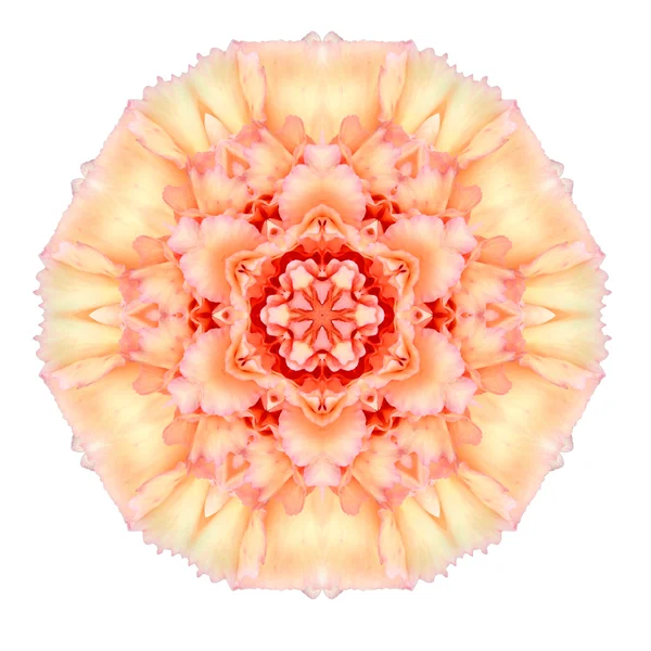 白で隔離されるカーネーションの花マンダラ万華鏡 — ストック写真