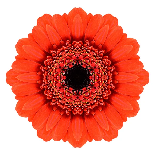 Piros mandala gerbera virág Kaleidoszkóp elszigetelt fehér — Stock Fotó