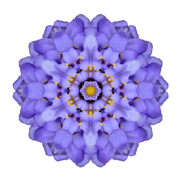 Mandala bloem geïsoleerde blauwe iberis Caleidoscoop — Stockfoto