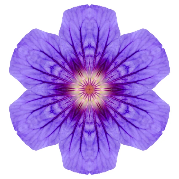 Flor de gerânio Mandala roxo isolado em branco — Fotografia de Stock