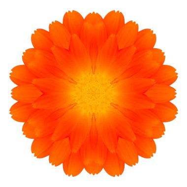 beyaz izole turuncu marigold mandala çiçek çiçek Dürbünü